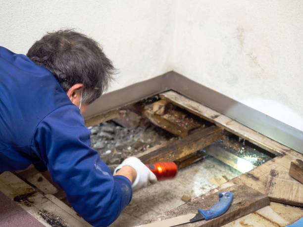 Best Crawl Space Mold Removal  in Boston, MA