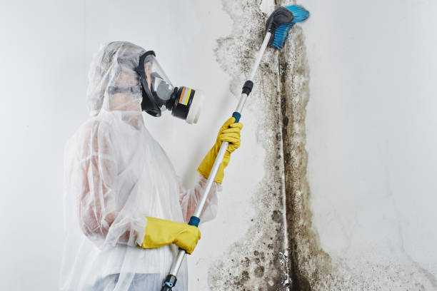 Best Black Mold Removal  in Boston, MA