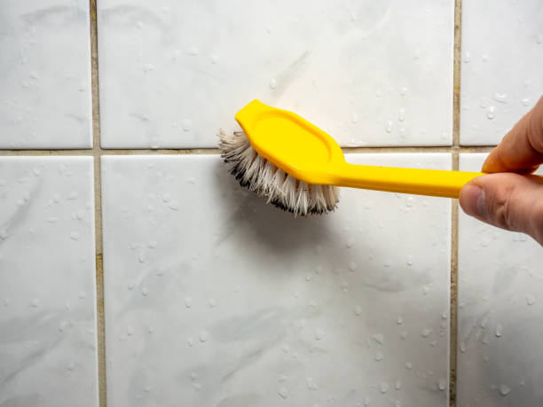 Best Mold Removal Near Me  in Boston, MA