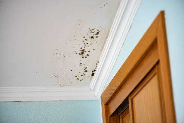 Best Professional Mold Removal  in Boston, MA