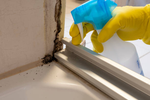 Best Same-Day Mold Removal  in Boston, MA