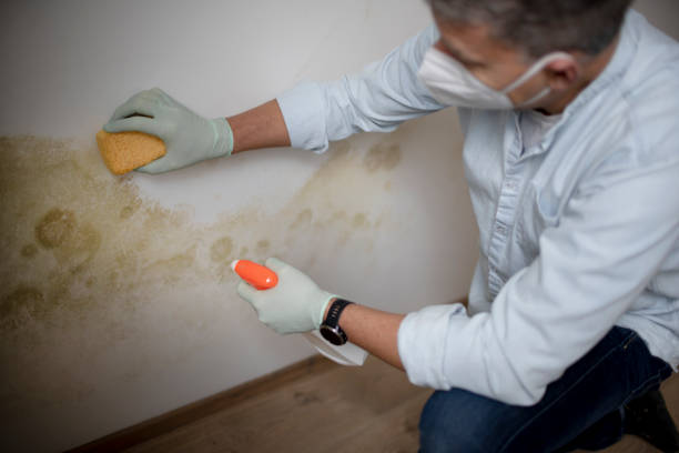 Best Residential Mold Removal  in Boston, MA