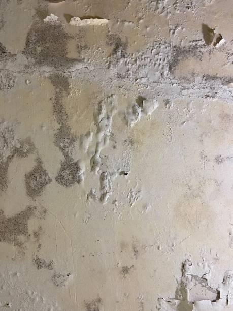 Best Mold Damage Repair  in Boston, MA