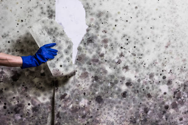 Mold Testing and Removal in Boston, MA
