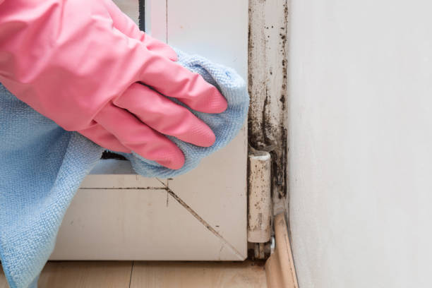 Best Toxic Mold Removal  in Boston, MA
